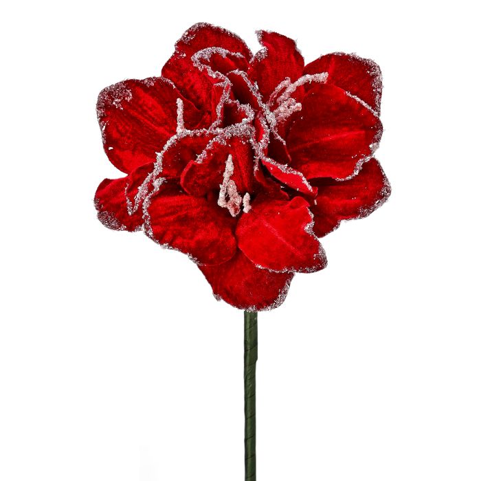24" SNOW EDGED  VELVET AMARYLIS STEM