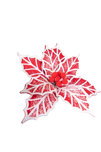 FROSTED RED/WHITE CANDY POINSETTIA